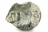 Jurassic Ammonite (Kepplerites) Fossil - Gloucestershire, England #351258-1
